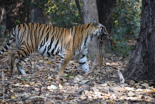 Un tigre du Bengale  Panthera tigris tigris  dans la jungle. Parc national de Bandhavgarh. Madhya Pradesh.Inde