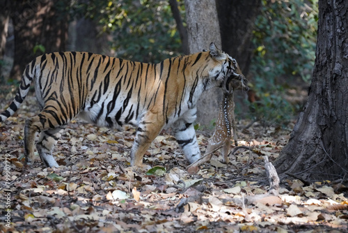 Foto Un tigre du Bengale (Panthera tigris tigris) dans la jungle