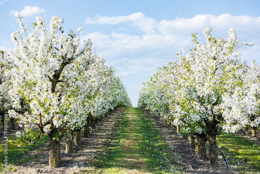 Garden with flowering trees. Plantation of flowering apple trees. Trees with white flowers