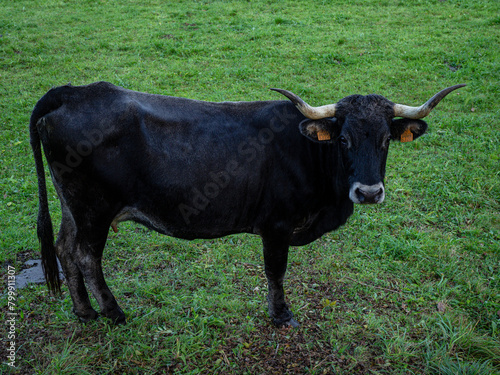Tudanca , raza bovina autóctona de la zona occidental de Cantabria, Valle de Cabuérniga, parque natural del Saja-Besaya, Cantabria, Spain
