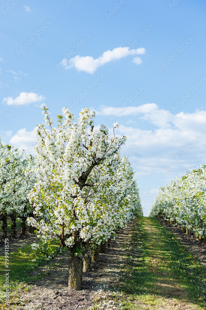 Garden with flowering trees. Plantation of flowering apple trees. Trees with white flowers Garden with flowering trees. Plantation of flowering apple trees. Trees with white flowers