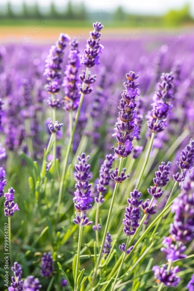 lavender