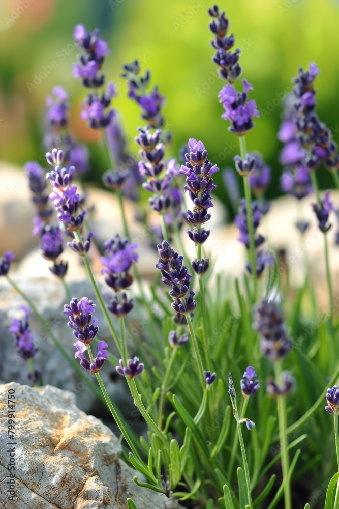 Fototapeta premium lavender