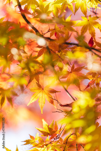 Maple Tree Avenue at Koishikawa Botanical Garden