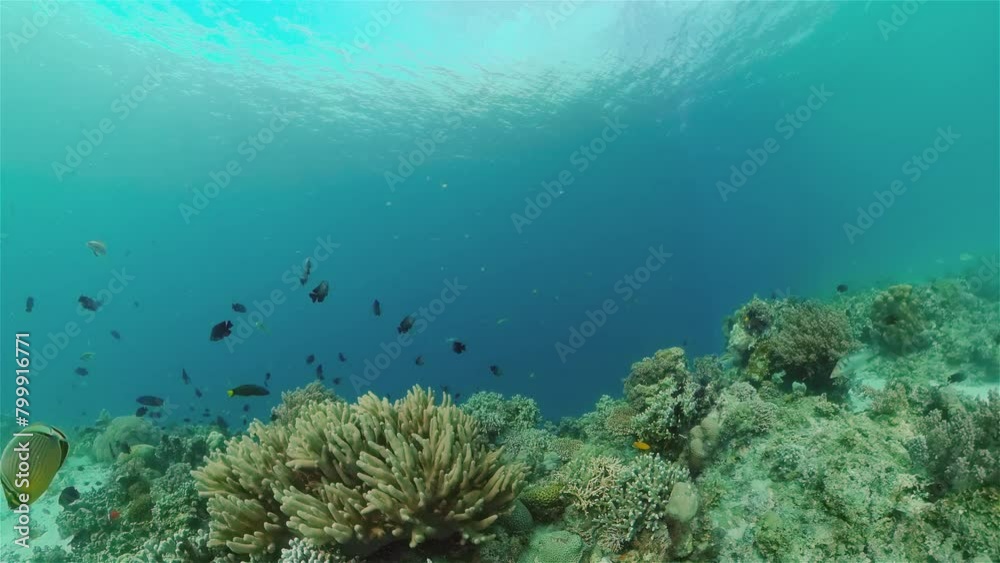 Underwater scene coral reef. Hard and soft corals, underwater landscape. Travel vacation concept. Philippines. Underwater scene coral reef. Hard and soft corals, underwater landscape. Travel vacation concept. Philippines.