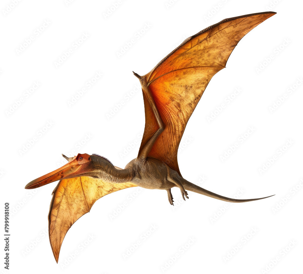 pteranodon dinosaur isolated on transparent background pteranodon dinosaur isolated on transparent background