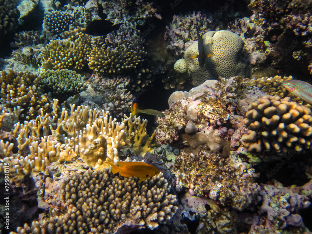 Obraz premium Bright fish in the expanses of the coral reef of the Red Sea