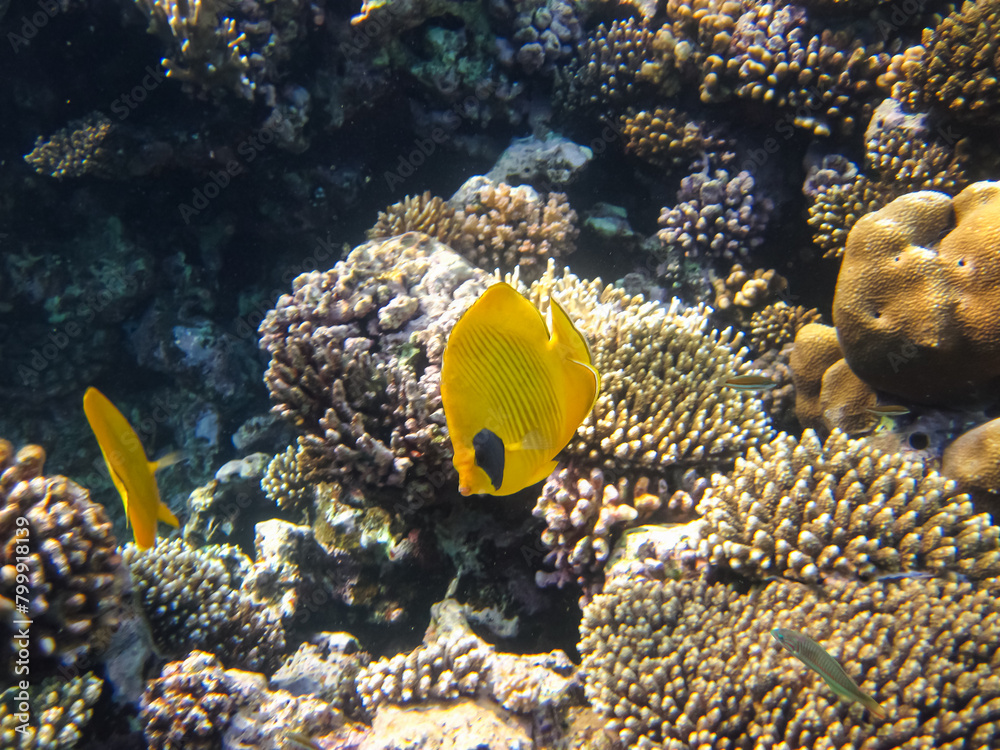 Obraz premium Bright fish in the expanses of the coral reef of the Red Sea