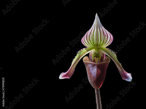 Closeup view of delicate purple, green and white flower of lady slipper orchid paphiopedilum fowliei species isolated on black background