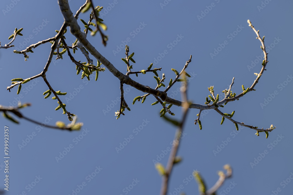 flowering walnut trees in the orchard flowering walnut trees in the orchard
