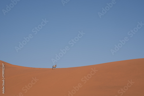 Namibian desert with oryx in the foreground and sand dunes in the background Namibia