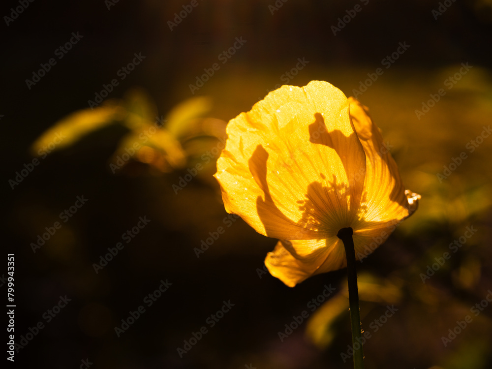Fototapeta premium Single yellow tulip in warm sunshine backlit