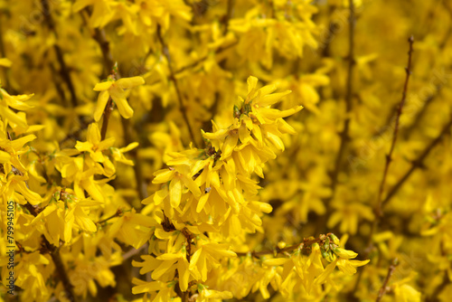 Weeping forsythia flowers