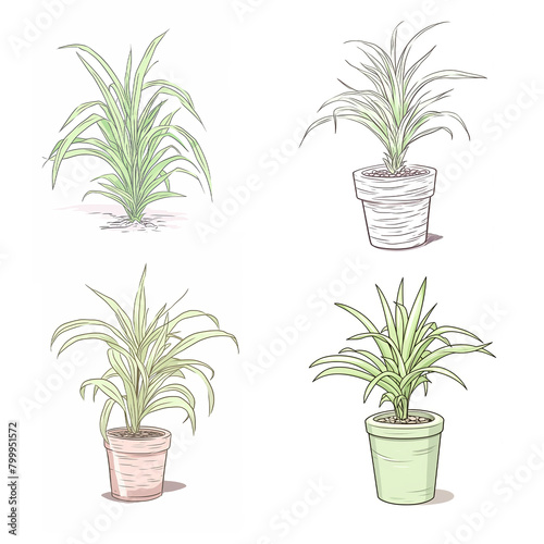 Four illustrations of house plants in pots with green leaves