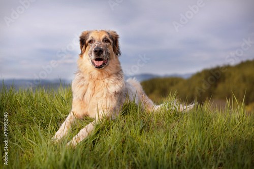 Big dog lying on the grass in the forest