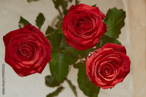 Red rose flowers in the sunlight on a light background  close-up