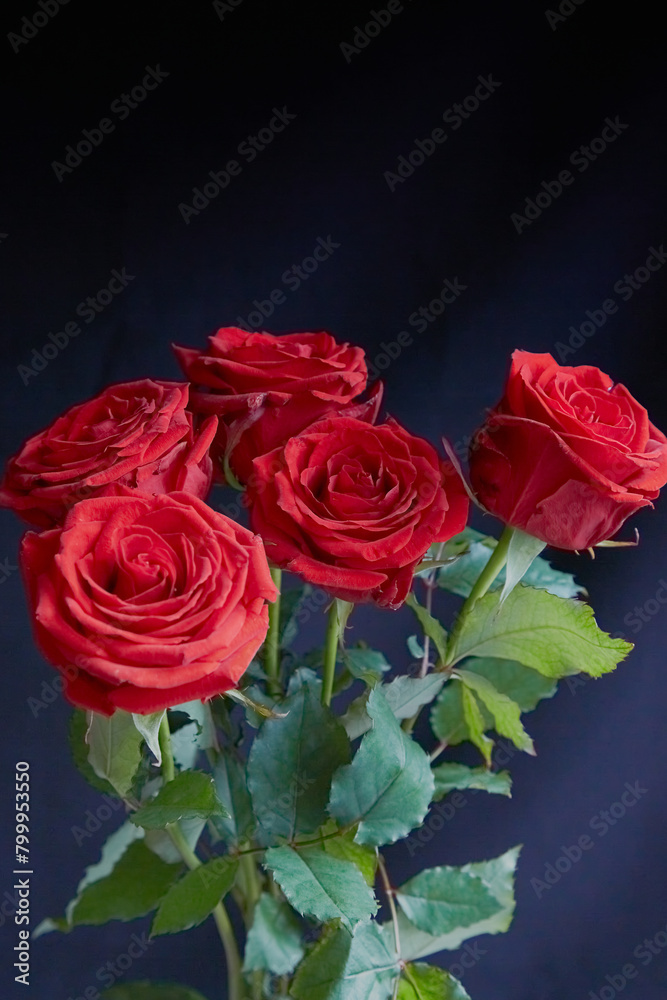 red rose flowers on black background in bright light, bouquet of roses on dark background, large paln, vertical shot red rose flowers on black background in bright light, bouquet of roses on dark background, large paln, vertical shot
