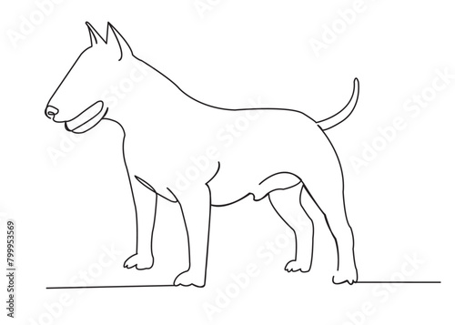 dog bull terrier