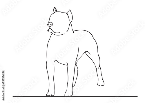 dog staff bull terrier