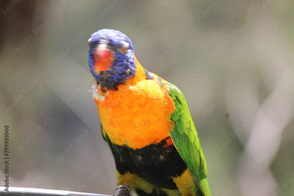 red and yellow macaw ara ararauna Green parrot - colored parrot - red parrot - yellow parrot red and yellow macaw ara ararauna Green parrot - colored parrot - red parrot - yellow parrot