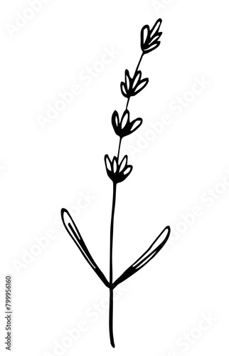 Lavender twig isolated on white background. Field herbs, flower on a stem. Aromatherapy, nature. Simple black outline vector drawing. Sketch in ink.