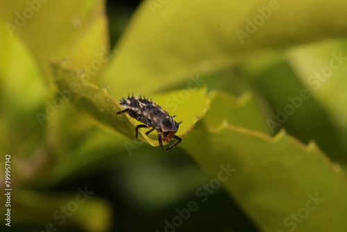 caterpillar stage of ladybug