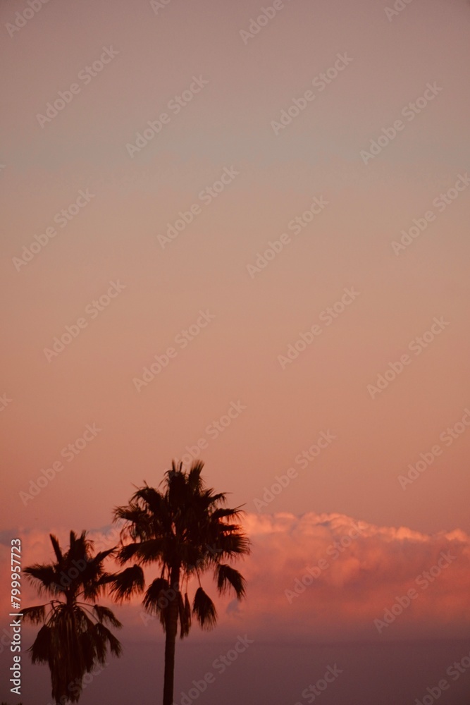 Silhouettes of palm trees in beautiful orange,pink sky on coast.