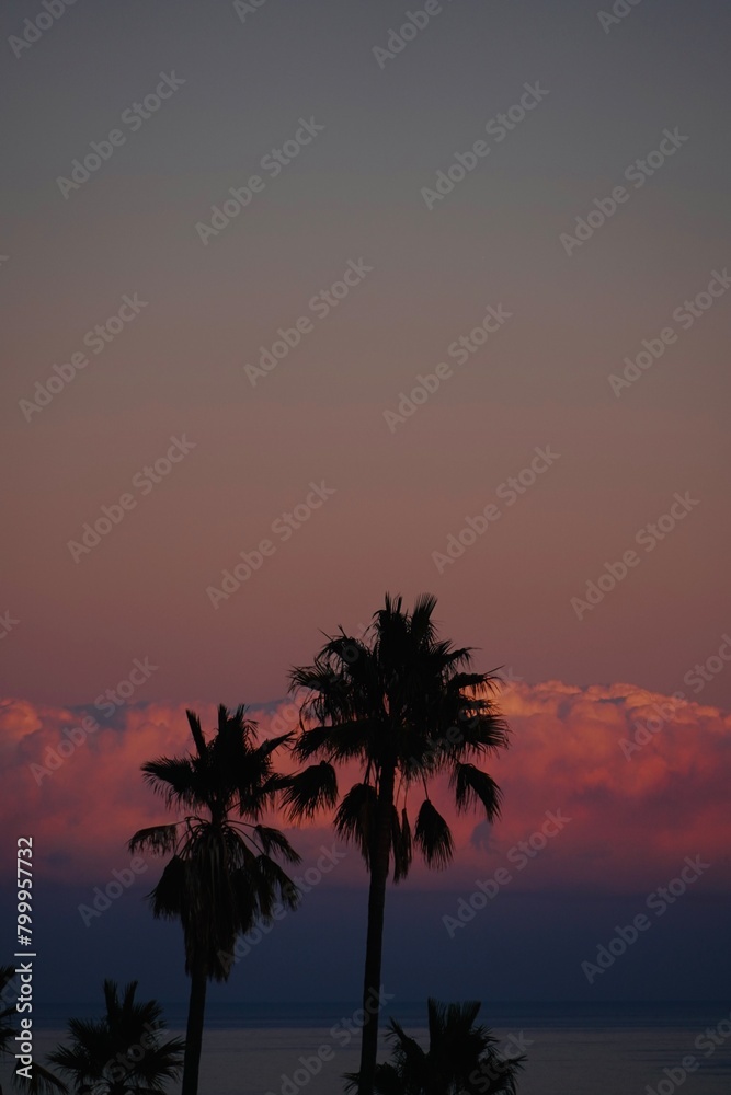 Silhouettes of palm trees in beautiful pink, purple, coastal sky with clouds in background.