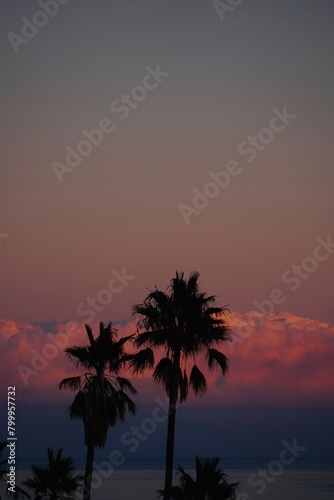 Silhouettes of palm trees in beautiful pink, purple, coastal sky with clouds in background.