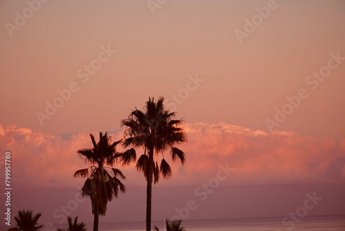 Silhouettes of palm trees in beautiful orange pink sky on coast.