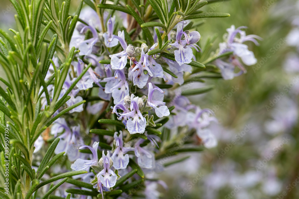 Gros plan d'un buisson de romarin en fleurs violette et bleues dans le jardin Gros plan d'un buisson de romarin en fleurs violette et bleues dans le jardin
