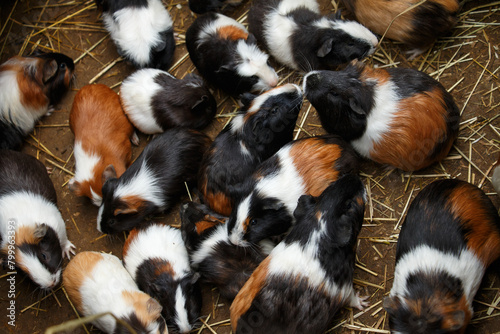 Many guinea pigs photo