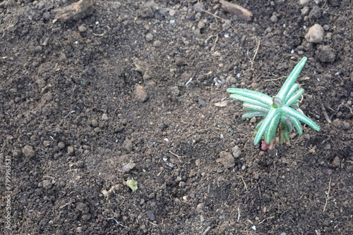 Euphorbia lathyris growing in the vegetable garden. mole plant. spurge cultivation. photo