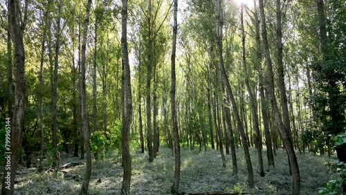 Aerial view of tall birch tree forest in the Danube floodplain with grass after summer floods. Flying between trees