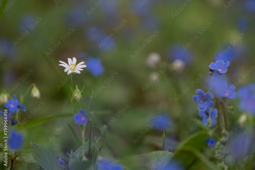 Blue verbena blooms in the secluded corners of the forest in spring.  lue eyed mary , Omphalodes verna, Dont Forgot Me Flowers -Kumru- Türkiye