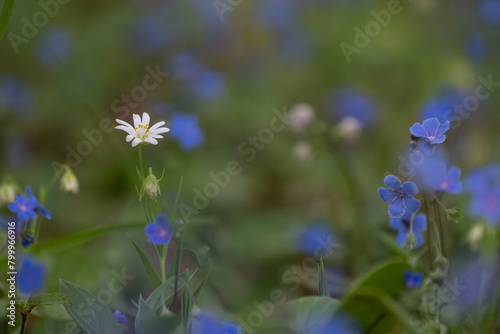 Blue verbena blooms in the secluded corners of the forest in spring.  lue eyed mary , Omphalodes verna, Dont Forgot Me Flowers -Kumru- Türkiye © Arzu