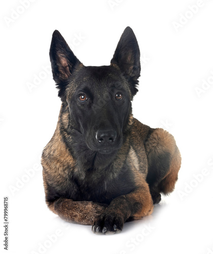 young malinois in studio