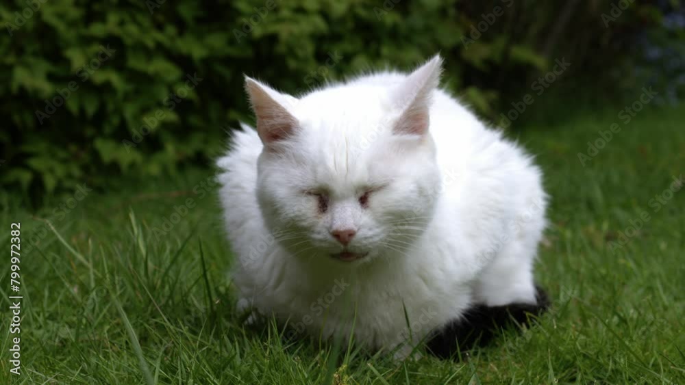 White cat relaxes on garden lawn White cat relaxes on garden lawn