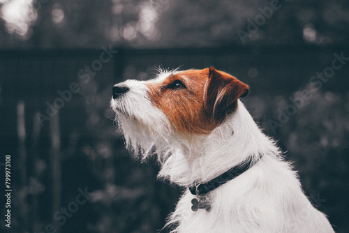 parson jack russell terrier dog