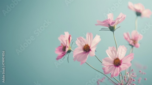 light blue background with pink daisies, pastel color theme, copy space concept