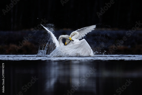 Fototapeta Naklejka Na Ścianę i Meble -  Two male whooper swans (Cygnus cygnus) fighting over territory in spring.	
