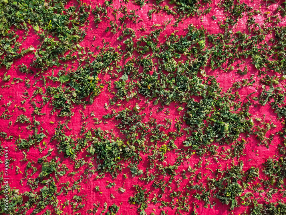 Mustard green (saag or saga) pieces, slices texture background. Dried Mustard Greens small pieces are placed on red sheet background. Food concept. Photo captured in day sunlight. View from above Mustard green (saag or saga) pieces, slices texture background. Dried Mustard Greens small pieces are placed on red sheet background. Food concept. Photo captured in day sunlight. View from above