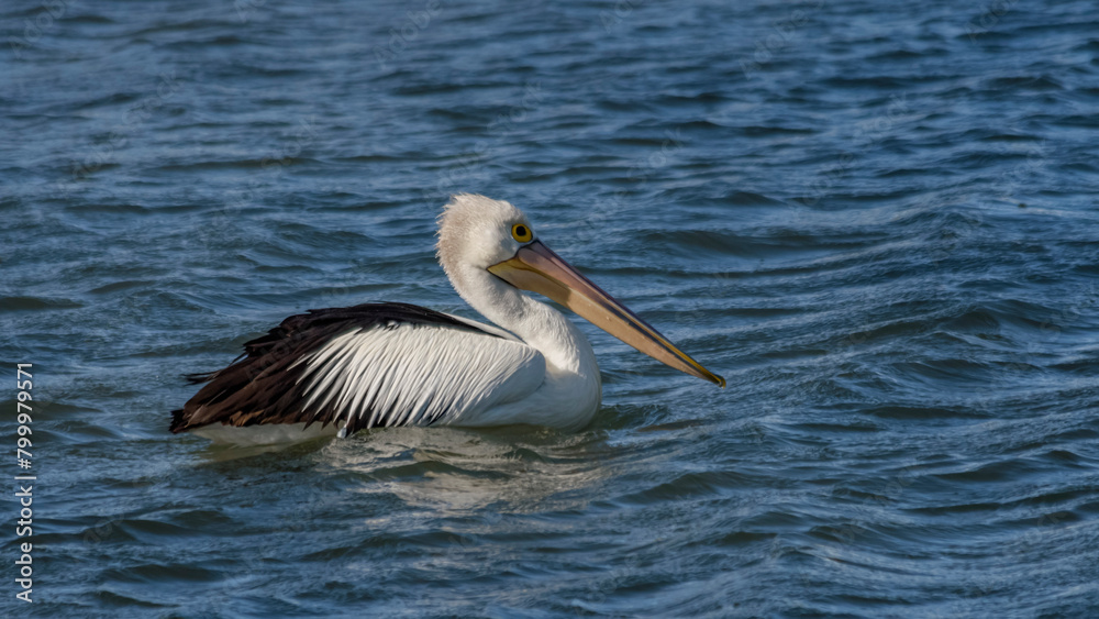 An Australian Pelican swimming across a lake. An Australian Pelican swimming across a lake.