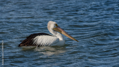 An Australian Pelican swimming across a lake.