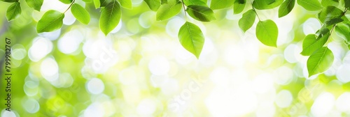 green spring background with white space in the center, light green leaves frame