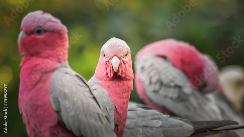 A Galah starring at the camera while surrounded by other birds.   photo