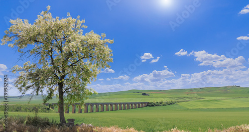 Apulia landscape: flowering tree with green hills crossed by viaduct.
