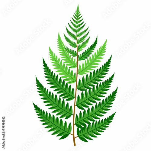fern leaf, image