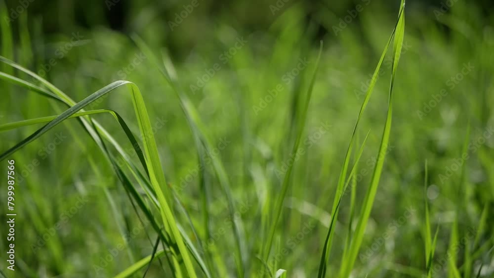 Natural meadow grass slowly swayed by wind blow. The breeze blew the tender grass. Natural blurred background, summertime season, environmental concept, Beautiful nature scene. Fresh grass background. Natural meadow grass slowly swayed by wind blow. The breeze blew the tender grass. Natural blurred background, summertime season, environmental concept, Beautiful nature scene. Fresh grass background.