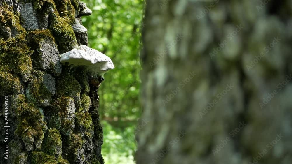wildlife in forest. tinder mushrooms grow on a tree covered with green juicy moss. some white tinder fungus on a tree in a green park on a sunny clear day. the sun's rays shimmer on the trunk of tree.